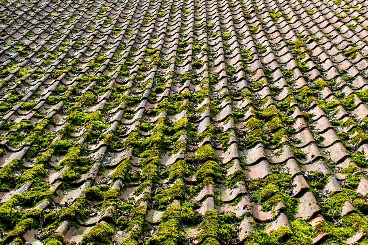  Roof Moss Growth